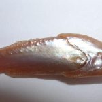 Natural Pearl form Fish