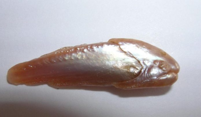 Natural Pearl form Fish