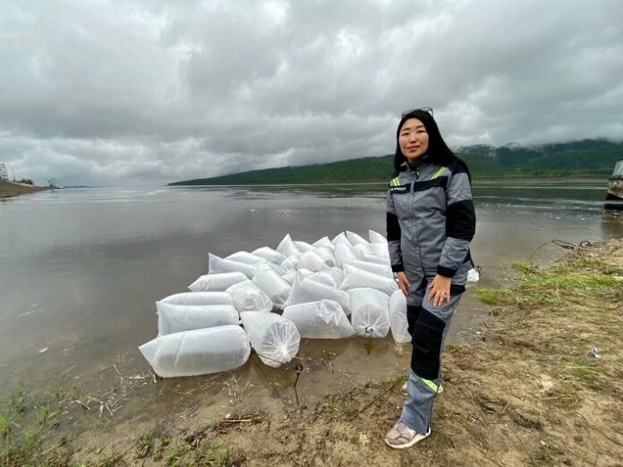 ALROSA Ecology Center launches its annual rivers stocking program in Yakutia