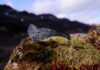 AURUM By Guðbjörg Creates Icelandic Jewellery Inspired by ‘SENUA’S SAGA: HELLBLADE II”